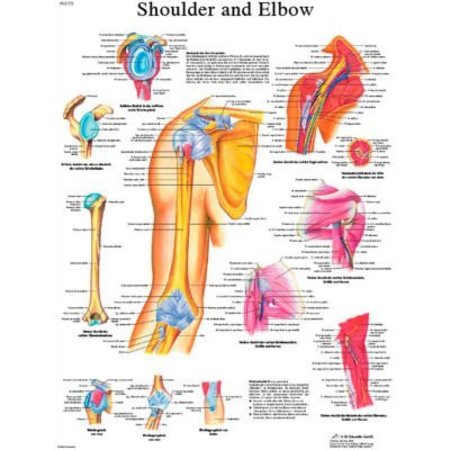 FABRICATION ENTERPRISES 3B® Anatomical Chart - Shoulder & Elbow, Laminated 12-4619L